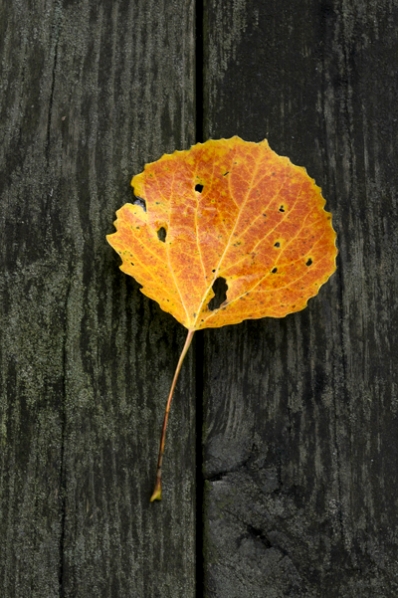 Asplöv, asp, Populus tremula
