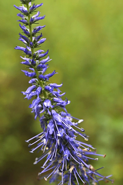 Axveronika, Veronica spicata