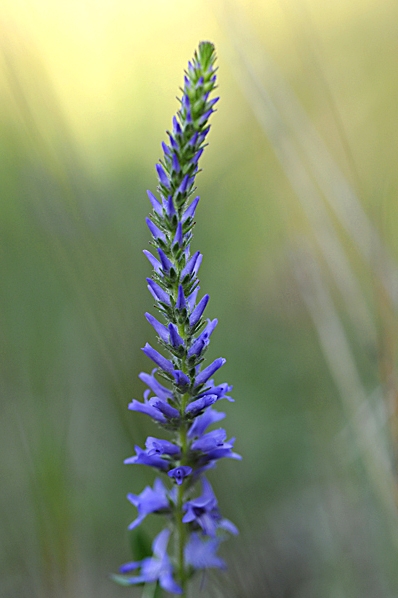 Axveronika, Veronica spicata