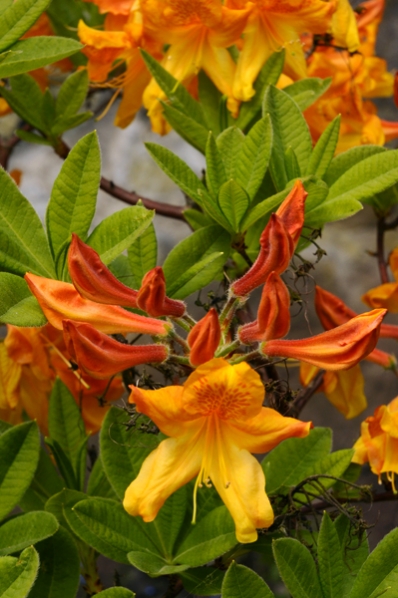 Azalea, Rhododendron