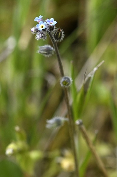 Backförgätmigej, Myosotis ramosissima