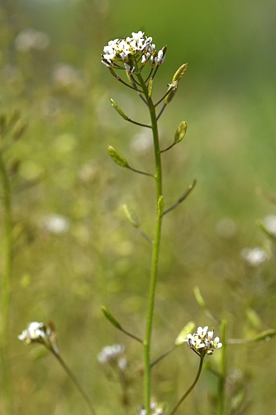 Backskärvfrö, Noccaea caerulescens