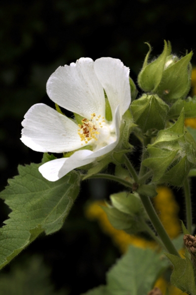 Balkanmalva, Kitaibelia vitifolia, Malva