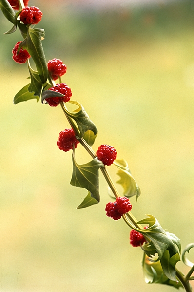 Bärmålla, Chenopodium foliosum, Blitum virgatum