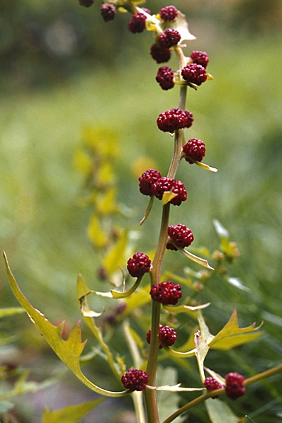 Bärmålla, Chenopodium foliosum, Blitum virgatum