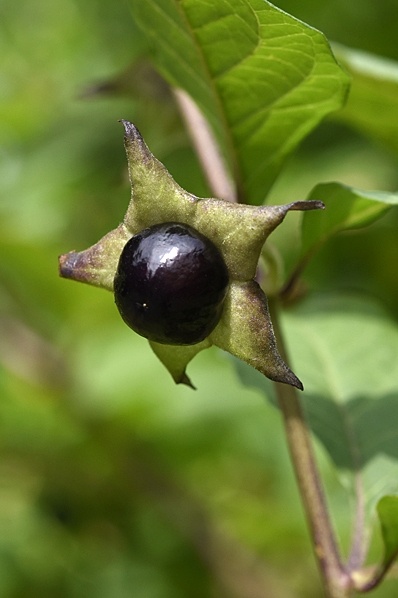 Belladonna, Atropa belladonna