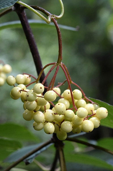 Björkolvon, Viburnum betulifolium