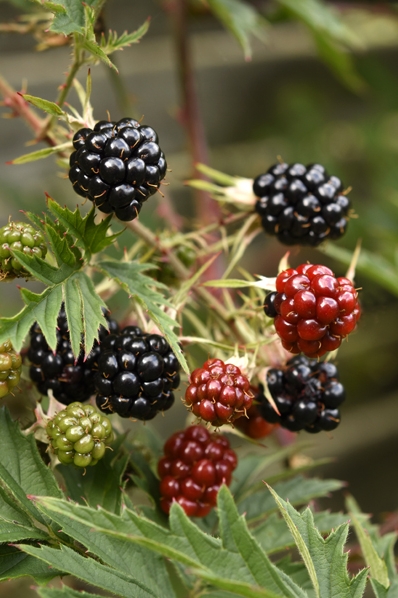 Flikbjörnbär, Rubus laciniatus, björnbär
