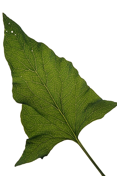 Blad, Lungrot, Gode Henriks målla, Blitum bonus-henricus, Chenopodium bonus-henricus