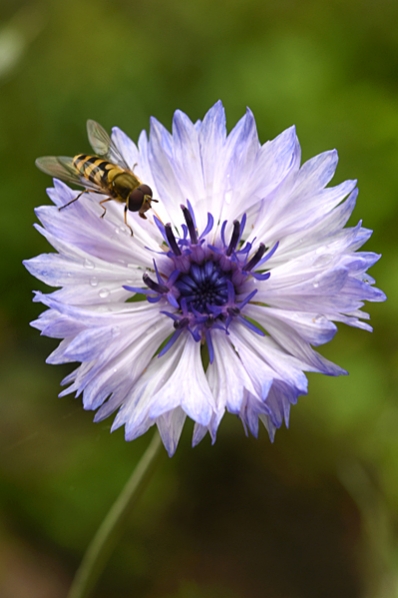 Blåklint 'Classic Fantastic', Centaurea cyanus