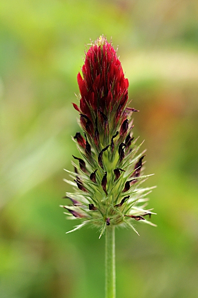 Blodklöver, Trifolium incarnatum