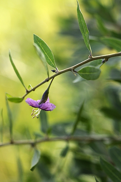 Bocktörne, Lycium barbarum, Goji