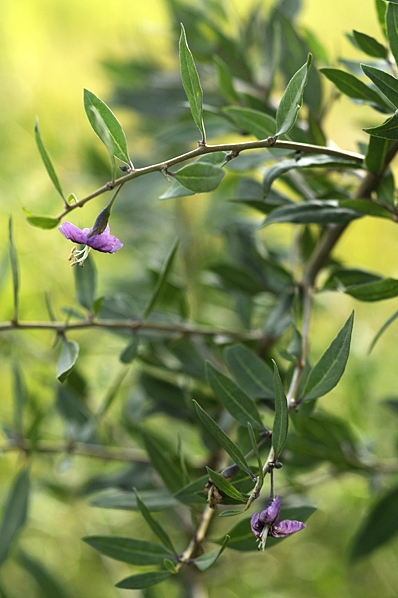 Bocktörne, Lycium barbarum, Goji