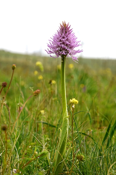 Borstnycklar, Orchis italica