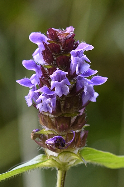 Brunört, Prunella vulgaris