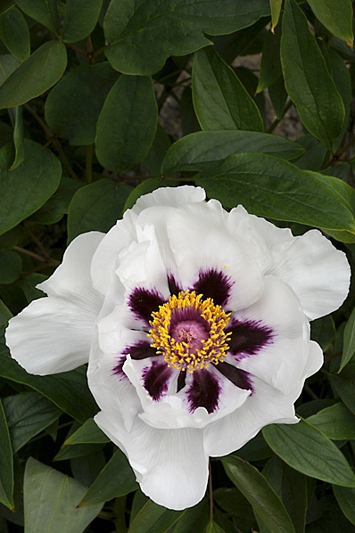 Pion, Paeonia, Buskpion