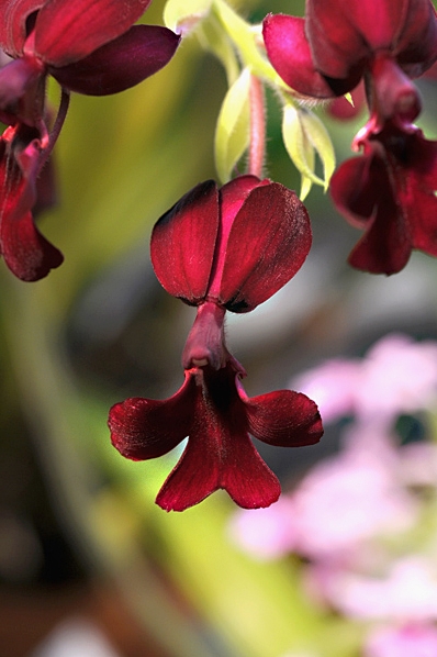 Calanthe vestita var. rubra, orkidé, orkidéer