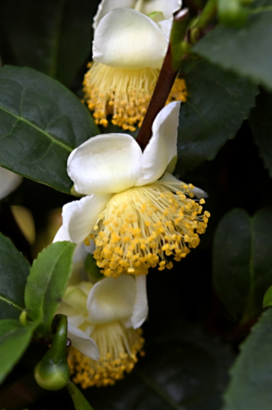 Tebuske, Camelia sinensis, The