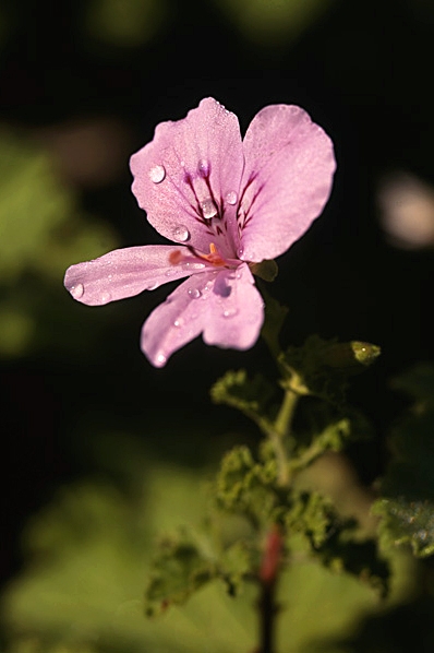Citronpelargon, Pelargonium crispum