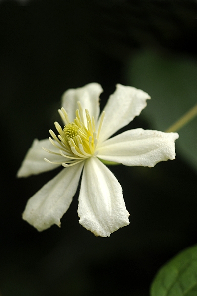 Klematis ´Summer Snow`, Clematis fargesoides