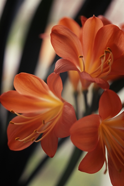 Mönjelilja, Clivia miniata