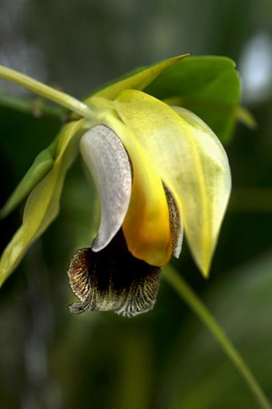 Coelogyne, Coelogyne ruphii
