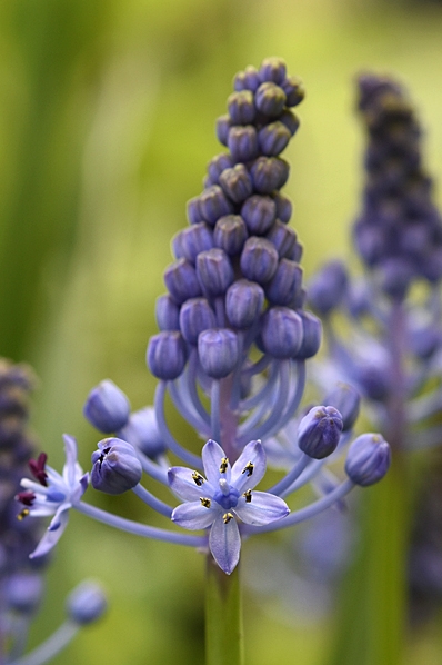 Dalmatisk blåstjärna, Scilla litardierei