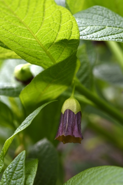 Dårört, Scopolia carniolica