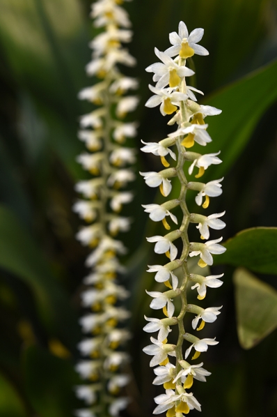 Dendrochilum cobbianum