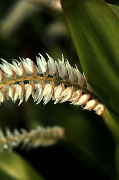 Dendrochilum cobbianum, orkidé, orkidéer