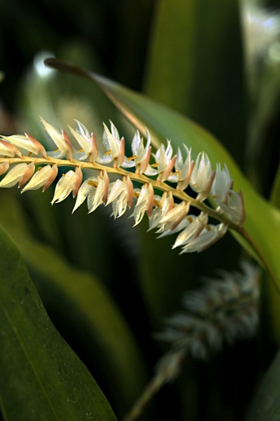 Dendrochilum cobbianum, orkidé, orkidéer