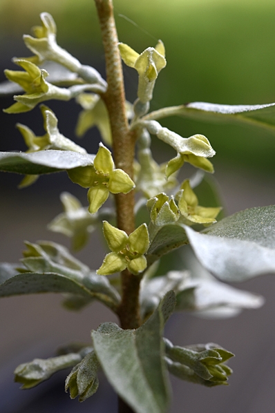 Silverbuske, Elaeagnus commutata
