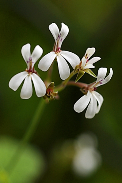 Doftpelargon, Pelargonium x fragrans