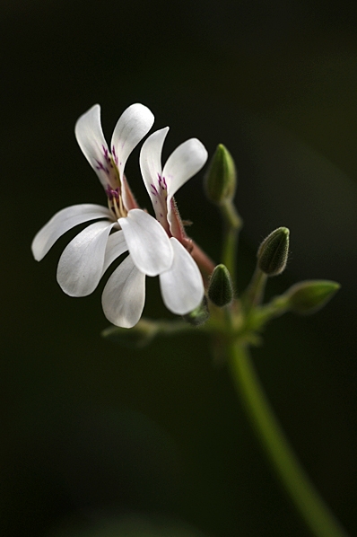 Doftpelargon, Pelargonium x fragrans