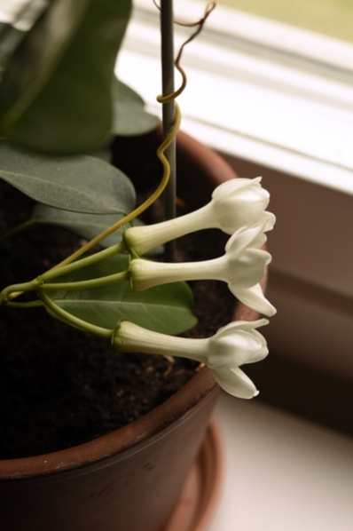 Doftranka, Stephanotis floribunda
