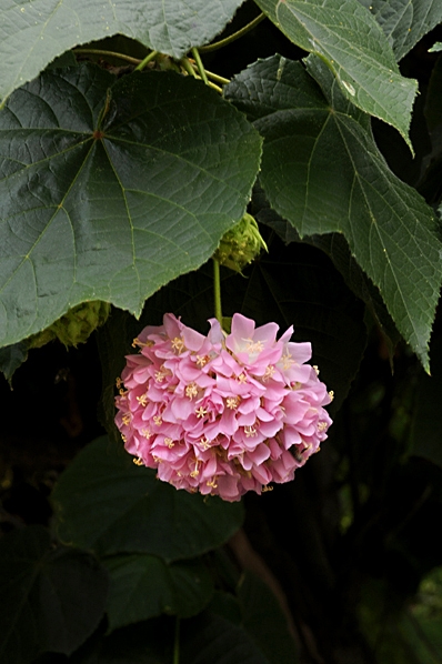 Dombeya wallichii