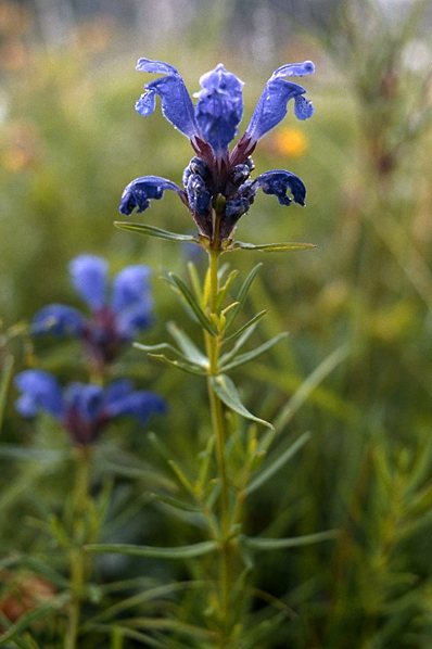 Drakblomma, Dracocephalum ruyschiana