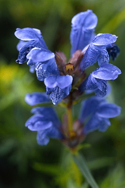 Drakblomma, Dracocephalum ruyschiana