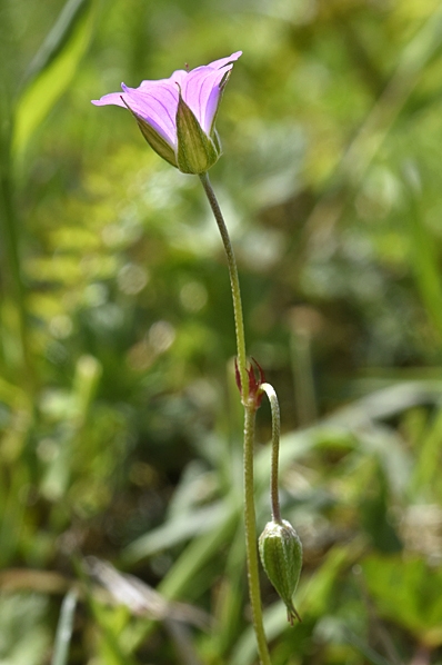 Duvnäva, Geranium columbinum