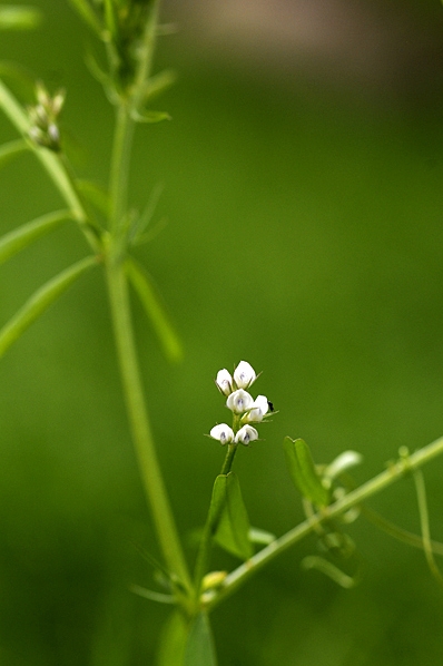 Duvvicker, Vicia hirsuta