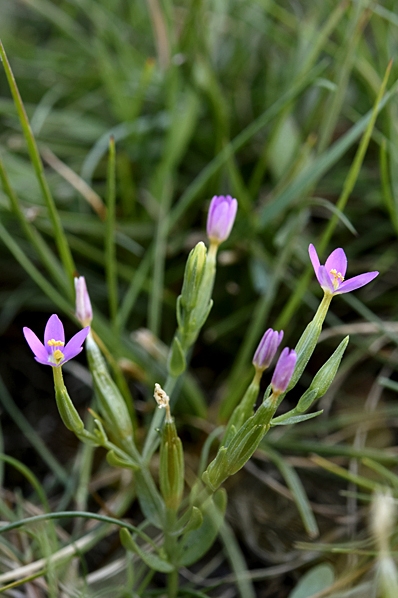 Dvärgarun, Centaurium pulchellum