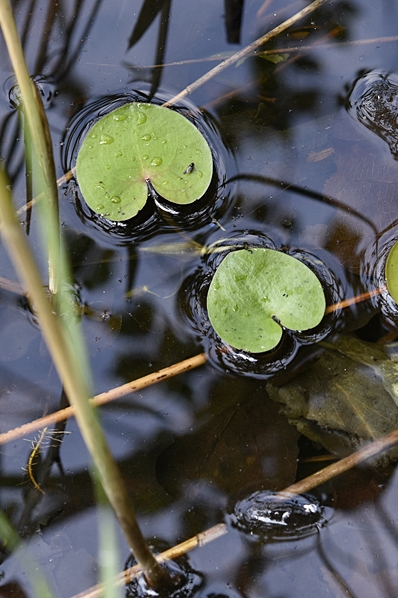 Dyblad, Hydrocharis morsus-ranae