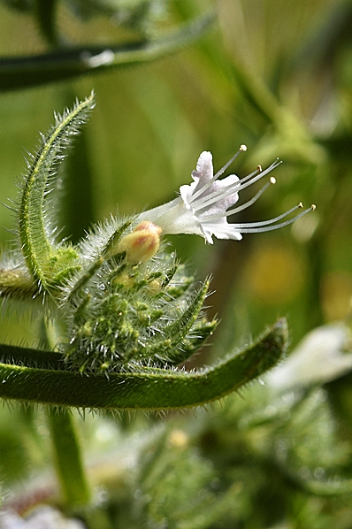 italiensk snokört, Echium italicum