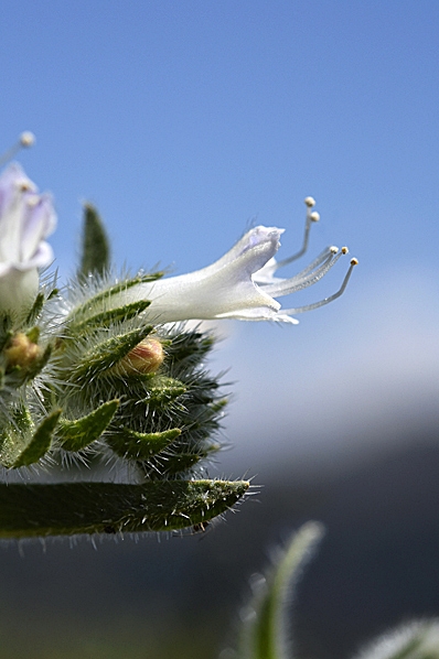 Italiensk snokört, Echium italicum