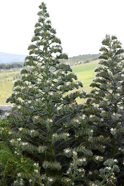 Italiensk snokört, Echium italicum
