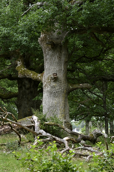 Ek, Skogsek, Quercus robur