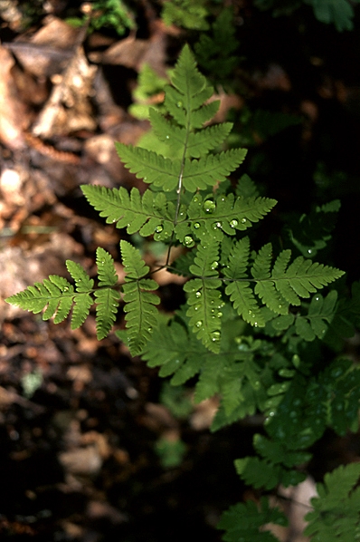 Ekbräken, Gymnocarpium dryopteris