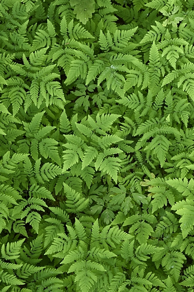 Ekbräken, Gymnocarpium dryopteris
