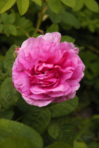 Ros 'Empress Joséphine'
