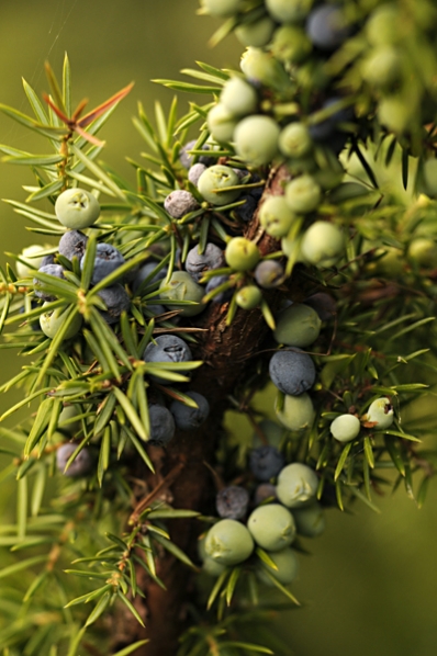 En, Juniperus communis